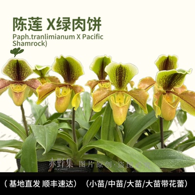 赤野集兰花陈莲x绿肉饼（Paph.tranlimianum X Pacific Shamrock)