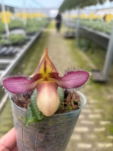 赤野集兰花苍叶X咪咪兜迷你小型盆栽可爱有趣