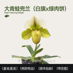 赤野集兰花 大青蛙白旗x绿肉饼兜兰小众高端花卉植物带花苞好养