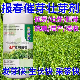 报春茶叶面肥茶叶催芽剂催芽长嫩绿抗寒抗冻催芽素生长素叶面肥料