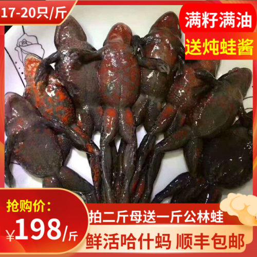 石蛤蟆东北活林蛙哈士蟆哈什蚂  全母 红肚蛤蟆 鲜活发货