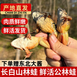东北林蛙鲜活公林蛙 长白山林蛙雪蛤蛤蟆 公狗子龙鱼食 鲜活发货