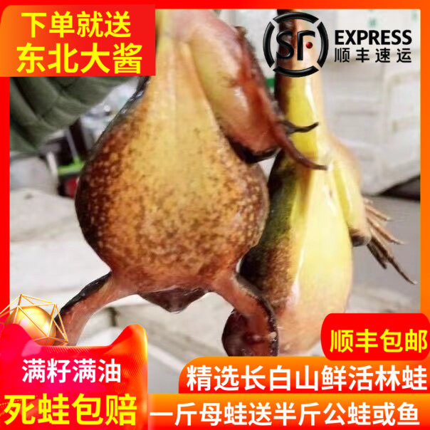 长白山鲜活林蛙满籽满油死蛙包赔