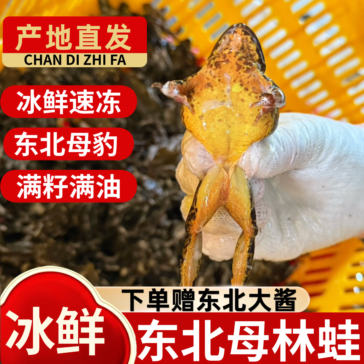 冰鲜母林蛙满籽满油批发全国包邮