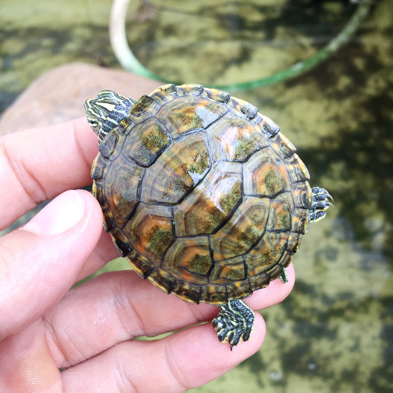 火焰龟 红腹宽纹冷水龟苗 水族观赏龟活体龟苗家养宠物素食深水龟