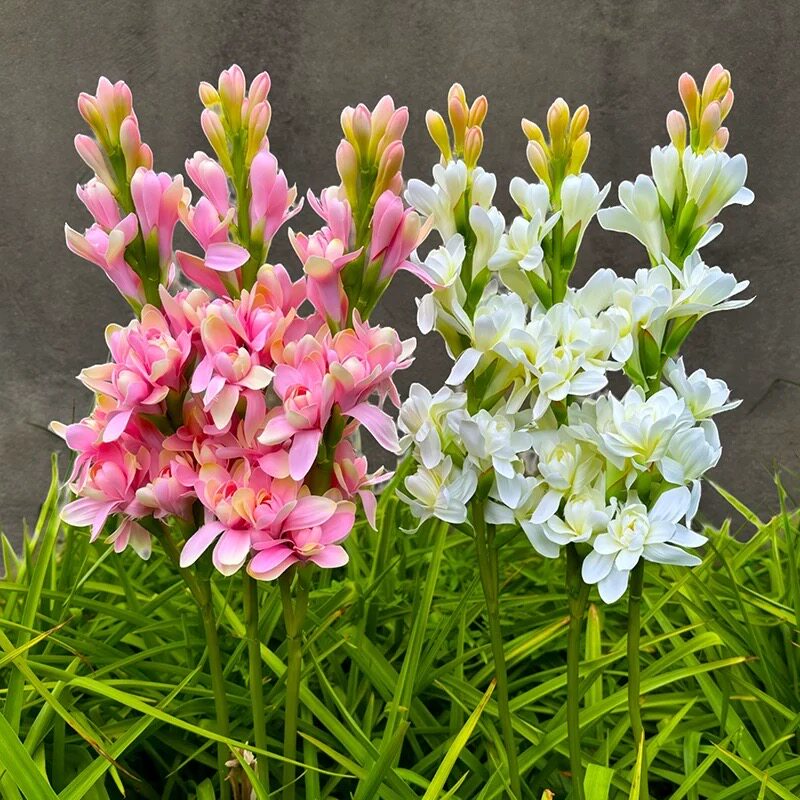 【带叶发货】晚香玉花卉盆栽阳台庭院浓香型重瓣多年生易爆崽种苗
