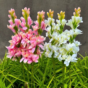 【带叶发货】晚香玉花卉盆栽阳台庭院浓香型重瓣多年生易爆崽种苗