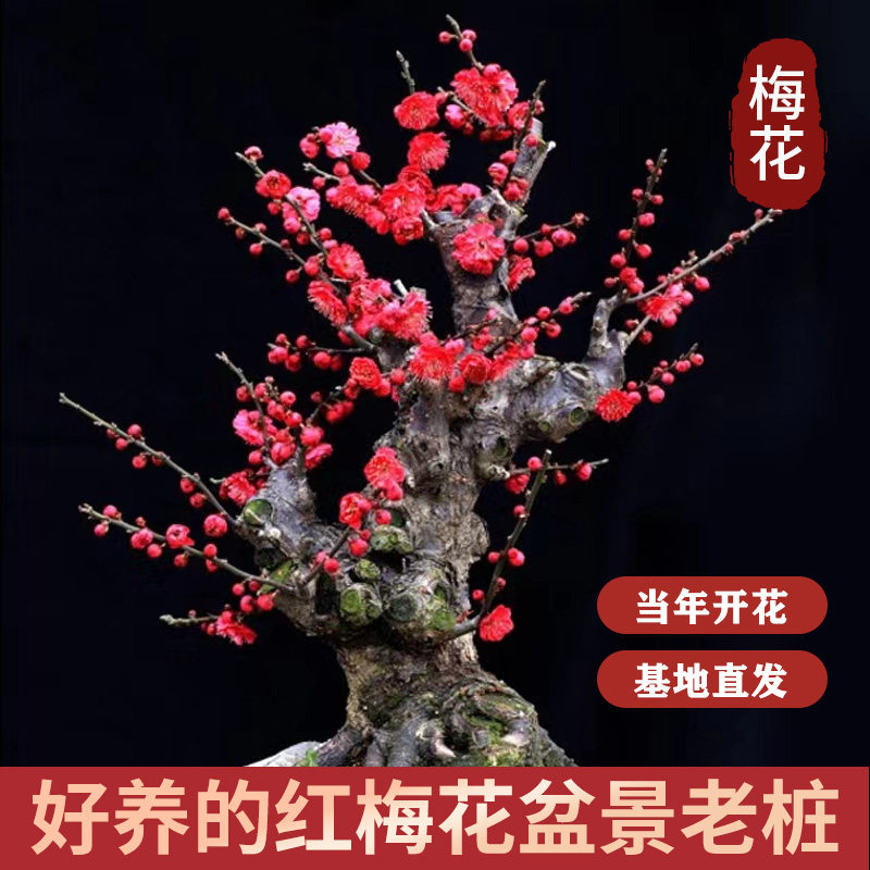 原生红梅盆栽浓香耐寒庭院