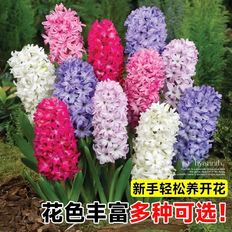 荷兰进口风信子种球水培土培植物花卉耐寒好养带芽大球桌面盆栽