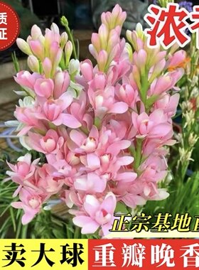 晚香玉种球浓香型重瓣大花球多年生易爆崽夜来香种根阳台庭院花卉