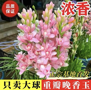 晚香玉种球浓香型重瓣大花球多年生易爆崽夜来香种根阳台庭院花卉