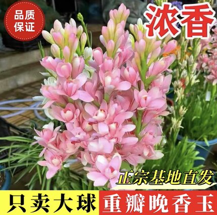 晚香玉种球浓香型重瓣大花球多年生易爆崽夜来香种根阳台庭院花卉
