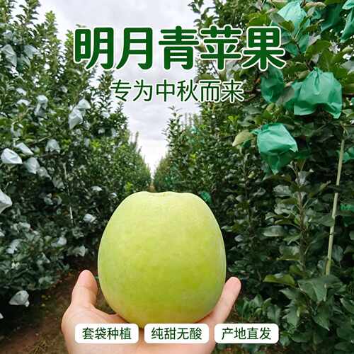陕西高品质青苹果脆甜2026新鲜孕妇时令水果