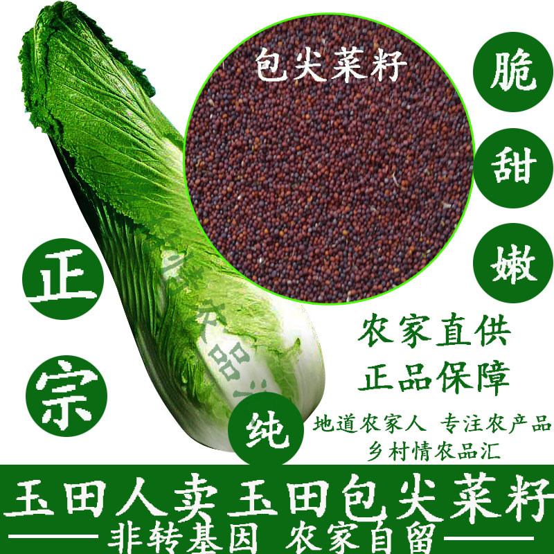 2021玉田二包尖白菜籽种子老品种干白菜可自留种青邦包尖白菜