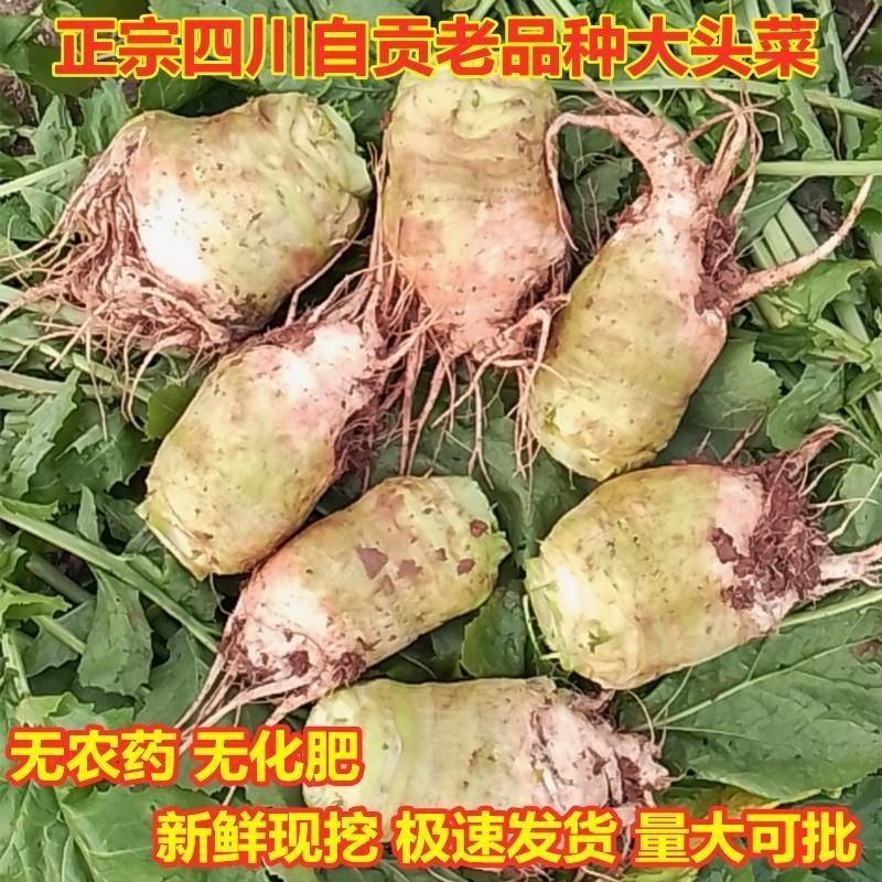 自贡特产四川大头菜丝麻辣香辣新鲜麻辣新鲜榨菜农家咸菜香脆饭菜