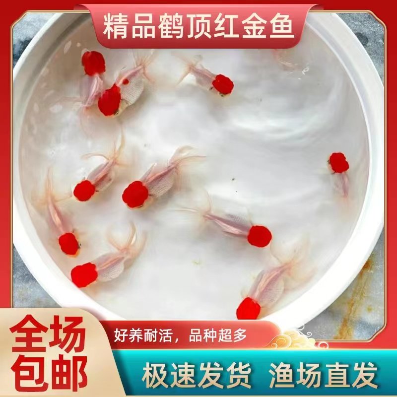 鸿运当头鹤顶红金鱼苗观赏鱼