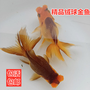 精品绒球金鱼苗紫色绒球水泡珍珠玛丽泰狮鱼冷水鱼观赏宠物鱼活体