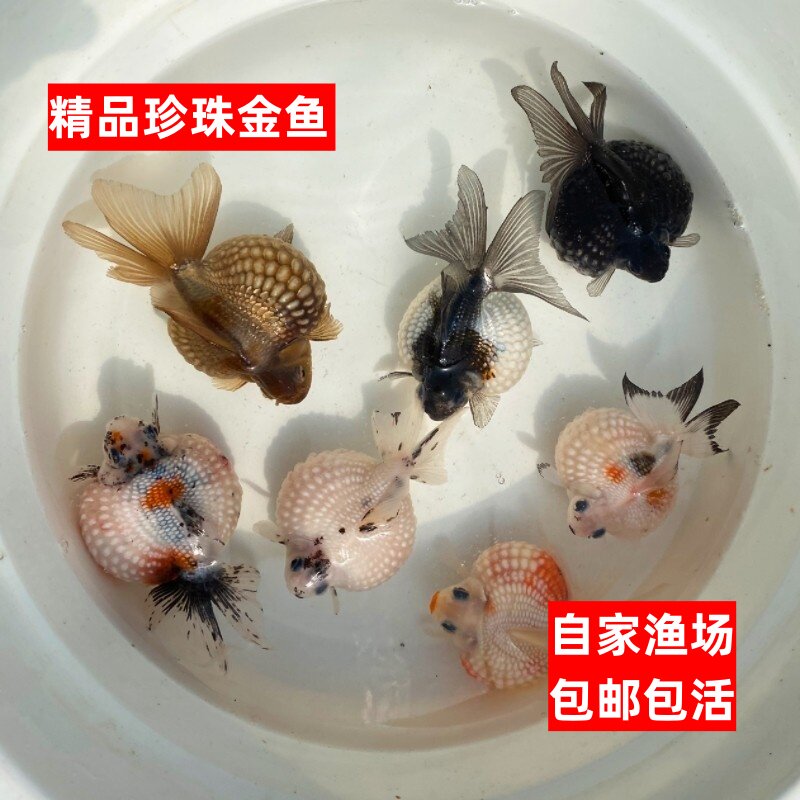 精品鼠头五花珍珠金鱼观赏鱼活体