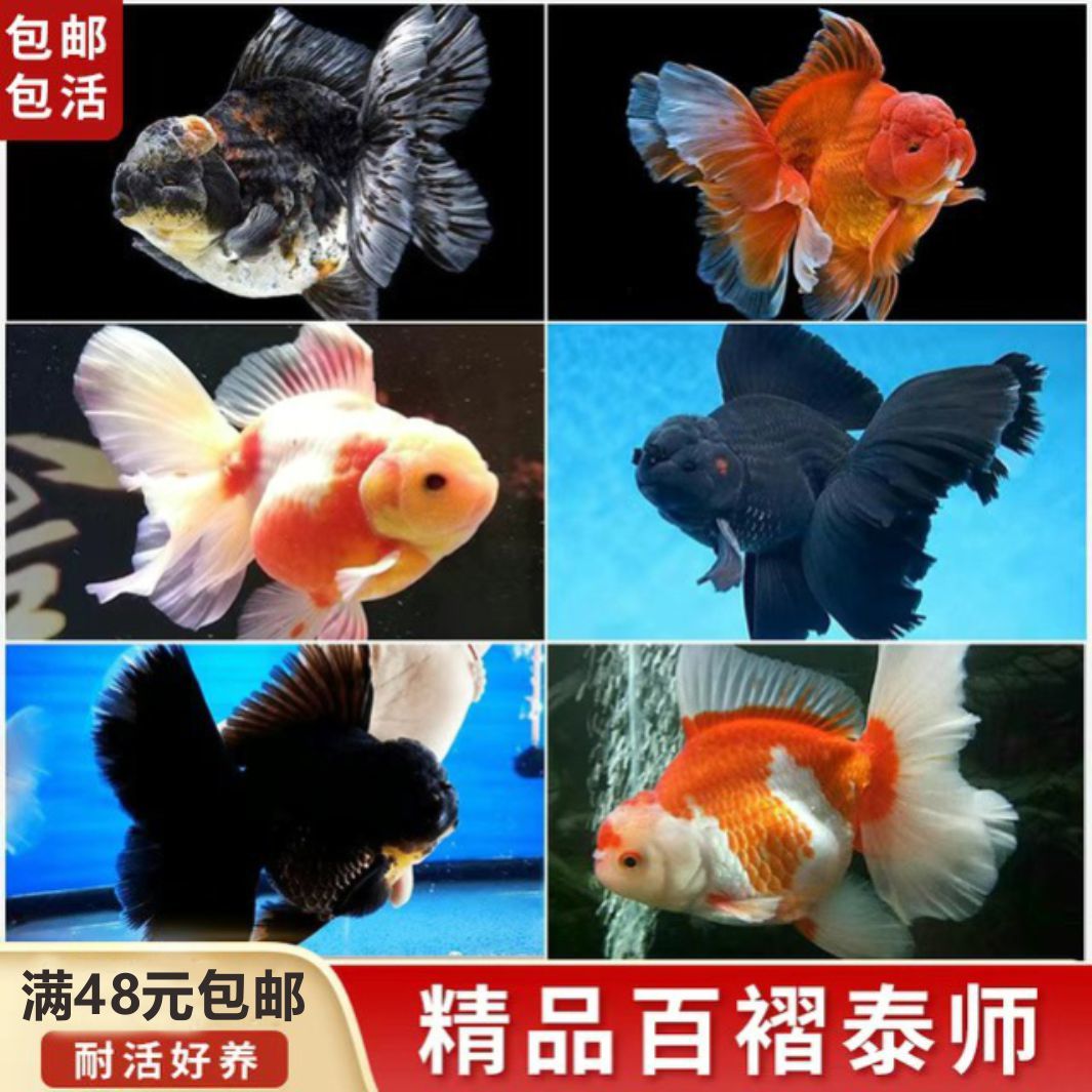 精品赛级泰狮观赏金鱼苗活体冷水