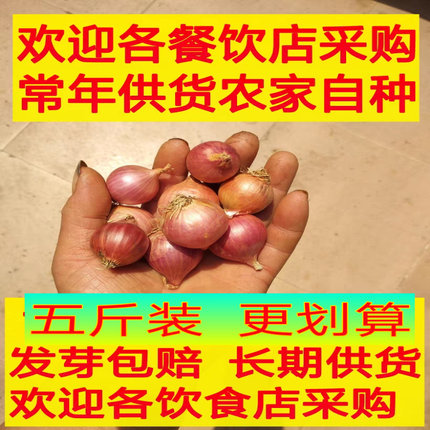 红葱头新鲜包邮小洋葱头单粒圆独头葱广东农家现货做台湾葱油酥