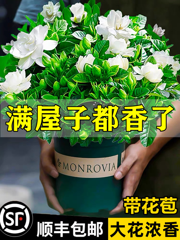 栀子花盆栽花卉植物室内带花苞阳台水培绿植浓香型大树苗四季好养