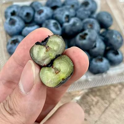 云南抚仙湖花香蓝莓L25