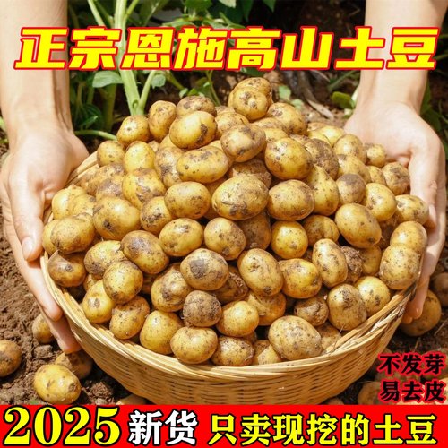 【健康蔬菜】湖北恩施富硒黄心小土豆新鲜迷你高山小洋芋马铃薯