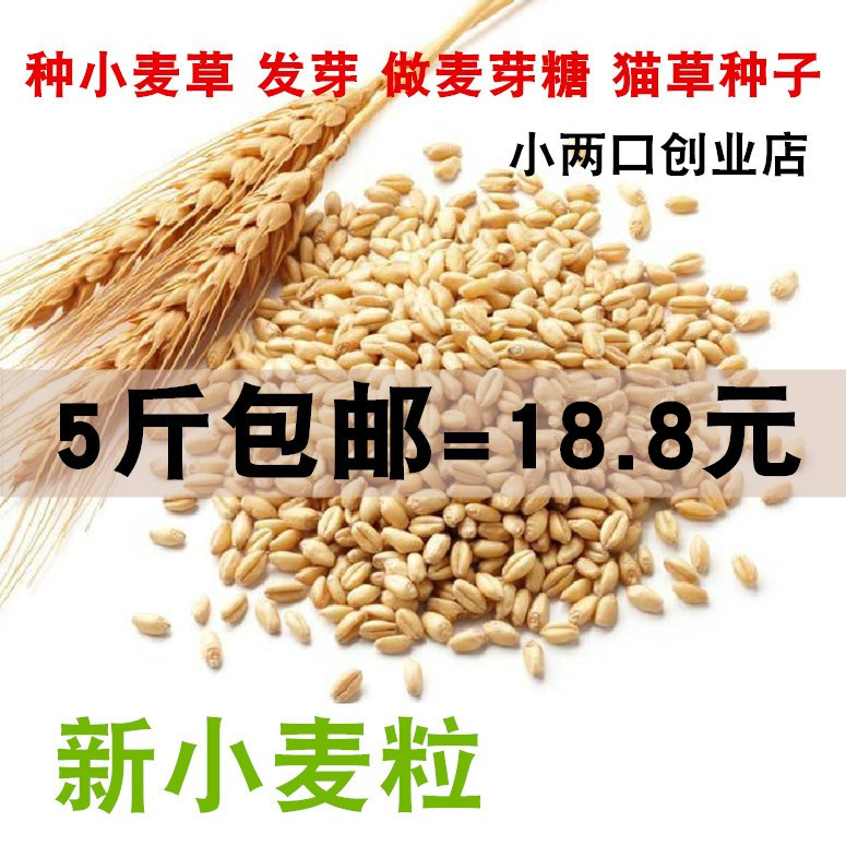 新小麦粒青汁 小麦草种子小麦苗草榨汁钓鱼猫草做麦芽糖麦子包邮