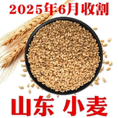 今年山东农家新小麦粒做小麦酱煮粥麦芽糖山东带麸皮小麦 包邮