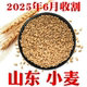 今年山东农家新小麦粒做小麦酱煮粥麦芽糖山东带麸皮小麦 包邮