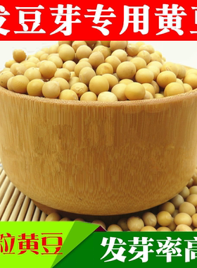 非转基因黄豆发豆芽专用黄豆打豆浆芽豆芽苗菜中小粒做纳豆 5斤装