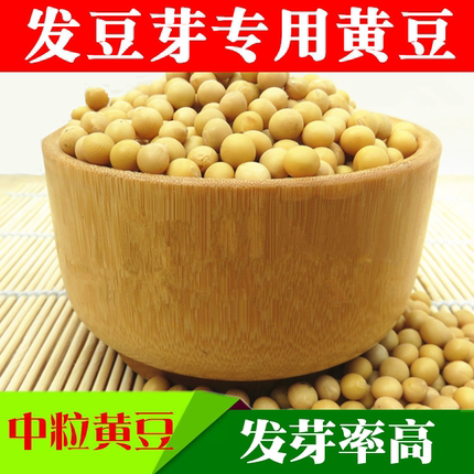 非转基因黄豆发豆芽专用黄豆打豆浆芽豆芽苗菜中小粒做纳豆 5斤装