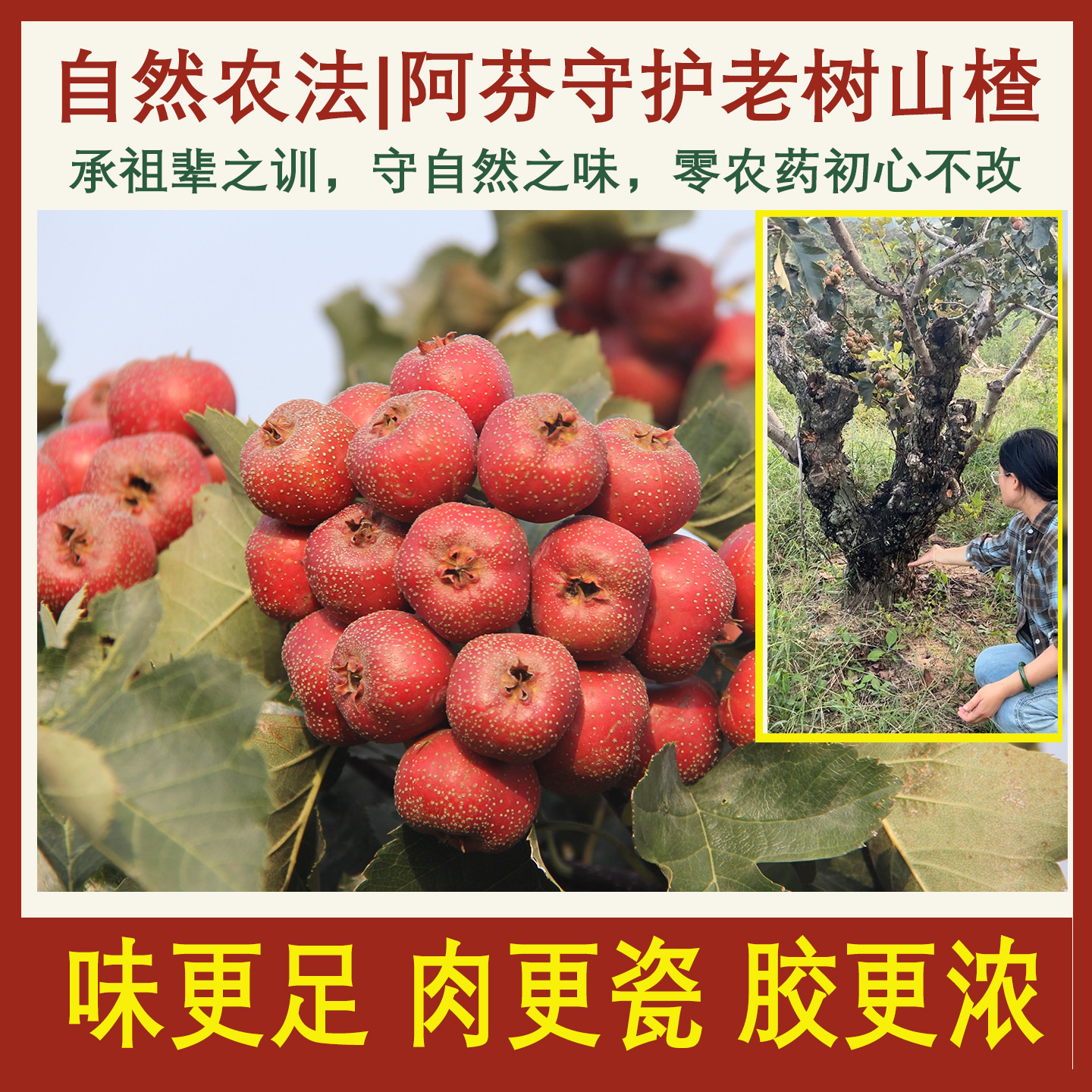 新鲜现摘老树鲜山楂大金星山楂无农药农家自种野生鲜山楂泡酒专用