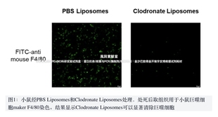 APExBIO巨噬细胞清除试剂盒Macrophage Kit高清除效率 Depletion