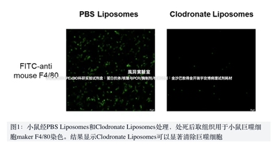 APExBIO巨噬细胞清除试剂盒Macrophage Depletion Kit高清除效率