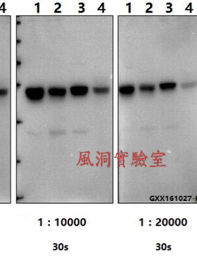 内参抗体Bioworld微管蛋白-β(4D9)单克隆抗体/-HRP,WB/IP/IF/IHC