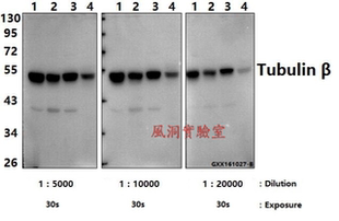 内参抗体Bioworld微管蛋白-β(4D9)单克隆抗体/-HRP,WB/IP/IF/IHC