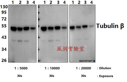 内参抗体Bioworld微管蛋白-β(4D9)单克隆抗体/-HRP,WB/IP/IF/IHC