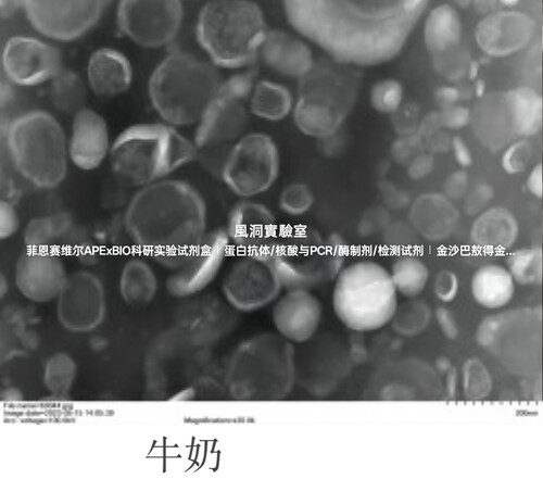 umibio®外泌体提取纯化试剂盒(多合一)快速高效获取高纯度外泌体
