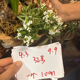 一口价9.9 10cm白色香雪球32号一个4.3晚