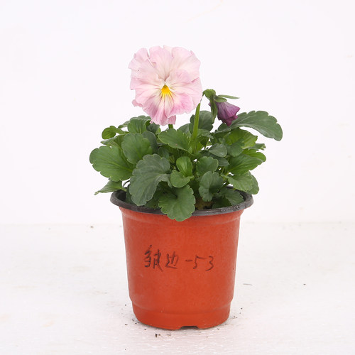 爱上花园|角堇 皱边系列 秋冬季栽种耐寒植物   88