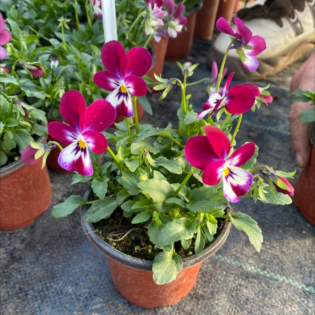 兔子x-24角堇一个一口价9.9,家居饰品,花盆,淘宝优惠券,粉丝福利购,淘宝优惠卷