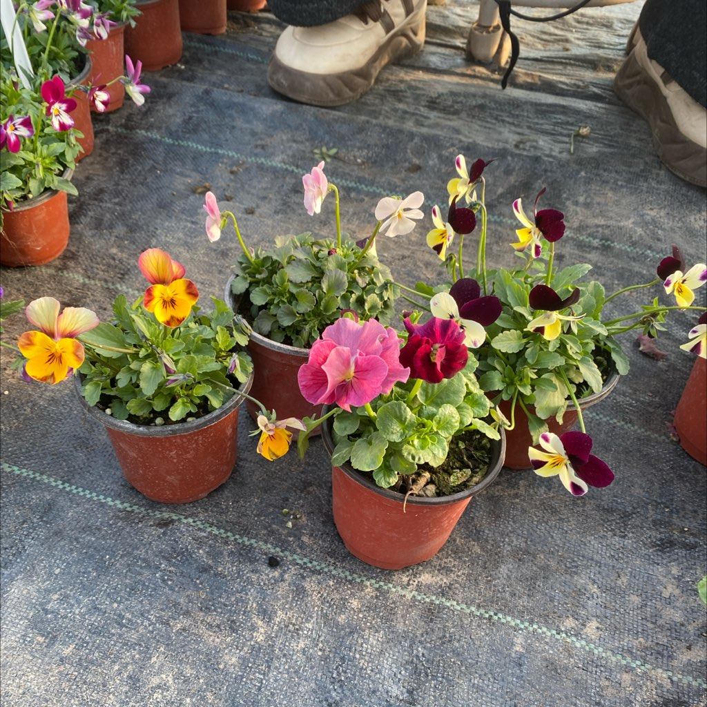 43号四盆一口价29.9,家居饰品,花盆,淘宝优惠券,粉丝福利购,淘宝优惠卷