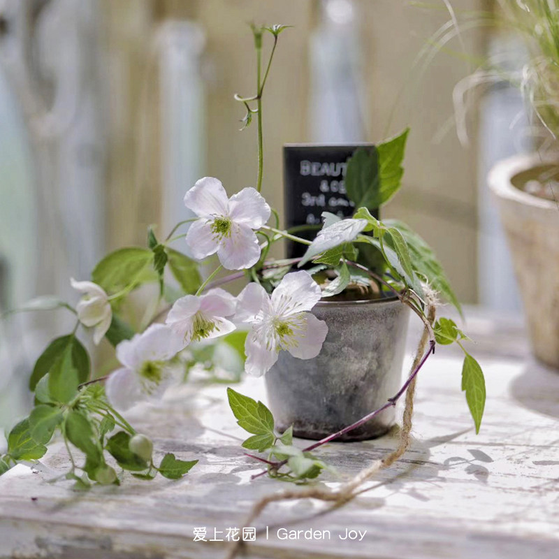 庭院花园阳台装饰花盆