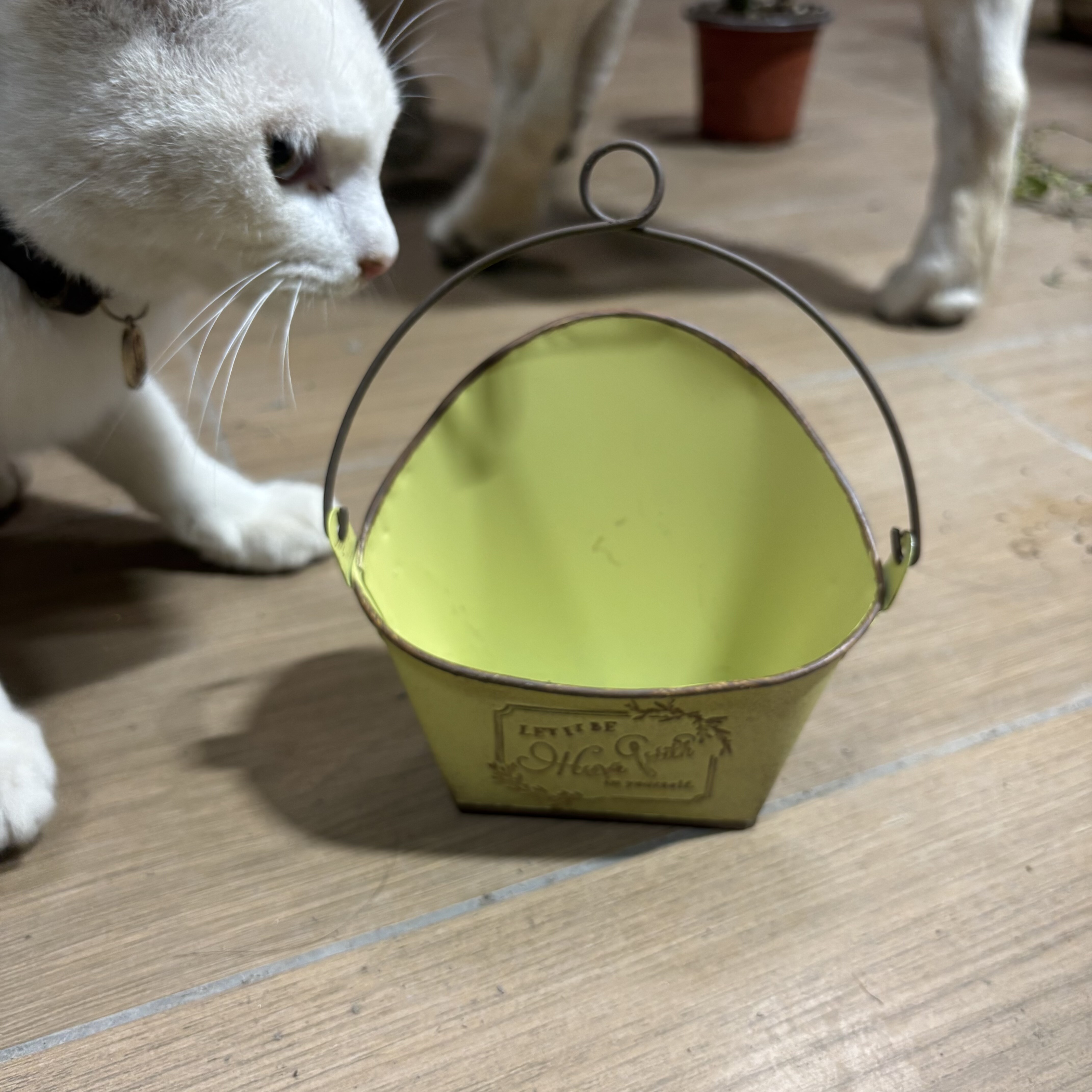 爱上花园 YM薄铁皮易变形铁艺做旧花盆花盒 信封薯条盒小壁挂盆,鲜花速递/花卉仿真/绿植园艺,花盆,淘宝优惠券,粉丝福利购,淘宝优惠卷