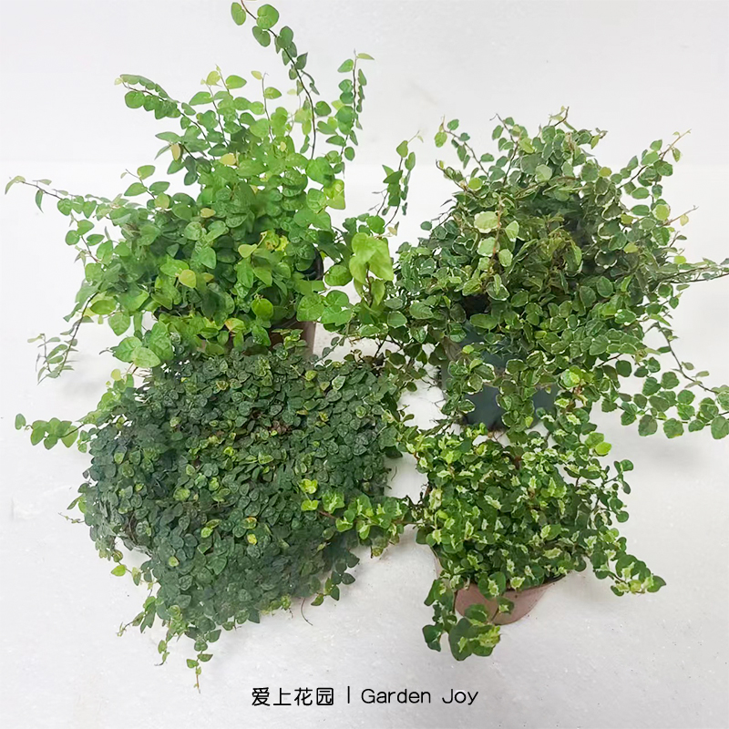 爱上花园庭院阳台盆栽植物