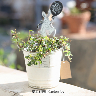 包邮 口价满30 园艺杂货铁艺做旧铁皮花盒草花铁皮811桶 爱上花园