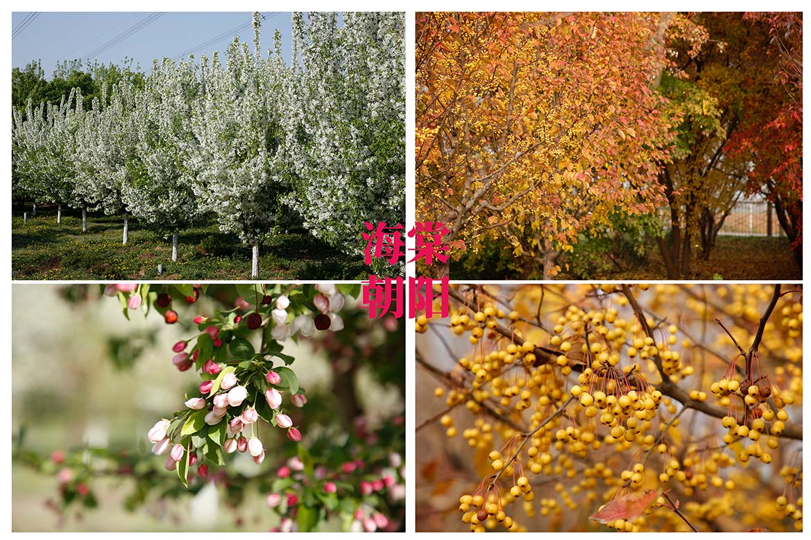 爱上花园北美海棠当娜