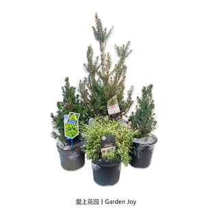 爱上花园丨园艺杂货 花园装饰绿植 针叶树圣诞树