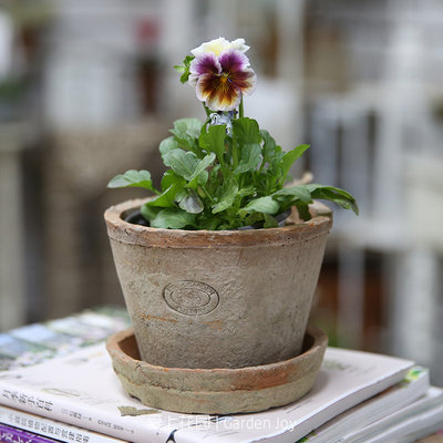 多肉植物简约红陶花卉盆栽简约